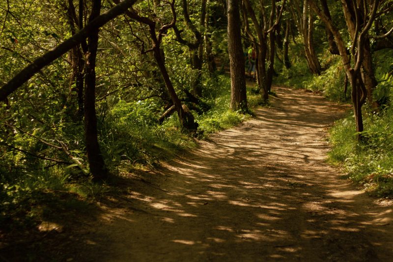 A sun-dappled woodland path on the Monte Ulía coastal trail near San Sebastián.